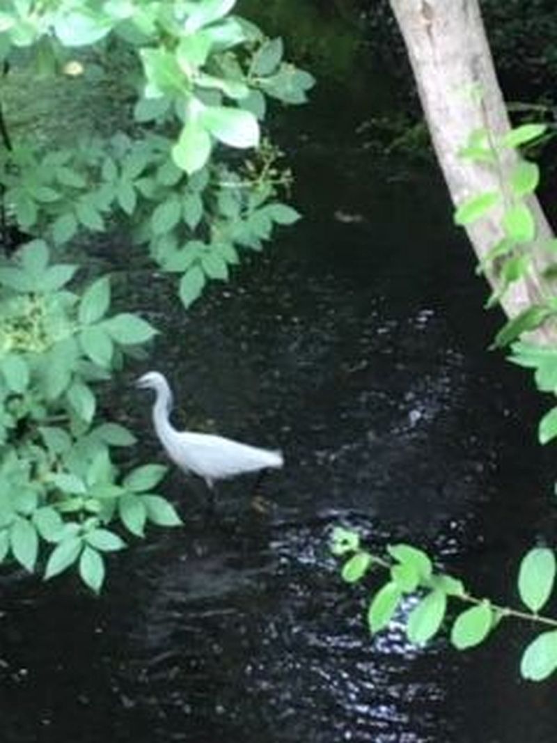 Little Egret 